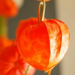 Physalis Lampionplant