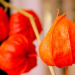 Physalis Lampionplant