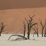 Skeletten van dode bomen in de Sossusvlei
