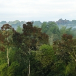 Bomen in ochtendnevel