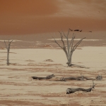 Dode bomen in de Sossuvlei
