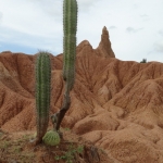 Cactus in de Tatacoawoestijn