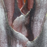 Driehoekspalm op Madagaskar (detail)