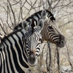 Zebra's in Ethosha National Park, Namibië