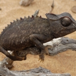 Kameleon in de woestijn, Namibië