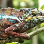 Kleurige kameleon, Madagaskar