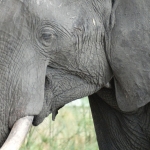 Olifant in Chobe National Park, Botswana
