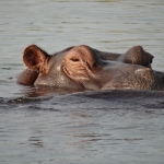 Nijlpaard in Chobe National Park, Botswana
