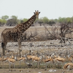 Giraf met impala's in Etosha National Park, Namibië