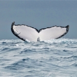 Walvisstaart, Madagaskar