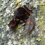 Bladstaartgekko, Madagaskar