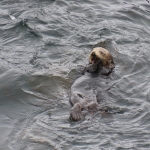 Zeeotter