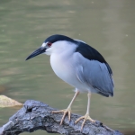 Kwak