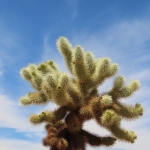 Teadybear Cholla