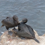 Brandts Cormorant