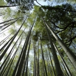 Bamboe - Kyoto