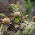Appels met korstmos