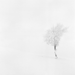 Snow Tree