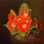 Primula rood