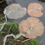 Lotusleaves on the water