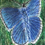 Le papillon bleu