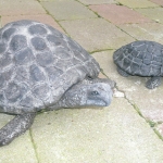 twee schildpadden