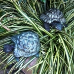 kleine schildpadjes