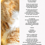 3 - Reuzenkat.