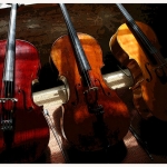- 22 - Cellisti.