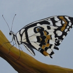 vlinder 1