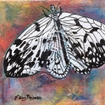 Papillon 6