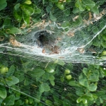 Trechterspin