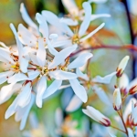 Amelanchier lamarckii (krentenboompje)