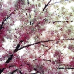 Blossom