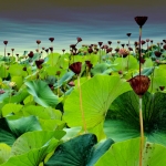 Sea of Lotus