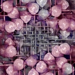 physalis