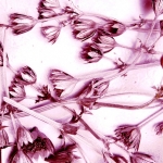 Astrantia