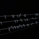 Birds on a wire