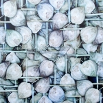 Physalis II