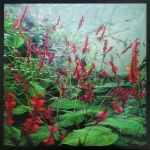 Giardino II