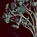 King Hellebore