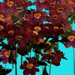 Field of Flowers