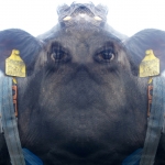 Hoe koe zo? -1-