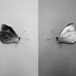 Serie 'Eternal Dance': Peace