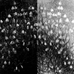 "Eternal Dance" (serie) ~ springflowers