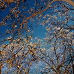 Besjesboom