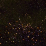 Nacht tuin II