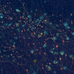 Nachttuin II, Blauw