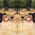 Song of the sheep (filmpje)