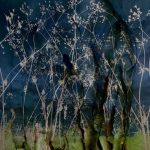 Meadow